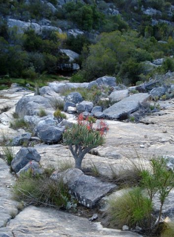 Kumara plicatilis joined what it couldn't beat